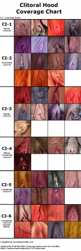 clitoral hood chart / clit variations