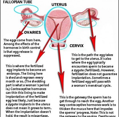 GOP Frontrunners Would Make Contraception Illegal; Rachel Maddow Responds With Basic Sex Ed Lesson for Romney